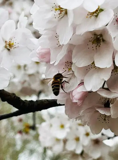 Spring Photo Competition